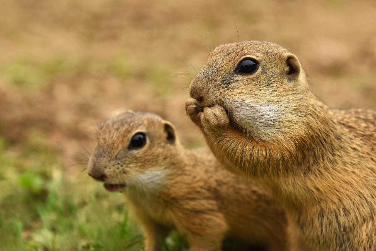 Apartmany Planina プレドナ・ホラ エクステリア 写真