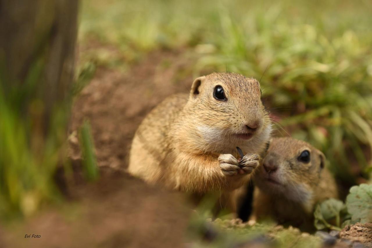 Apartmany Planina プレドナ・ホラ エクステリア 写真